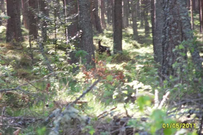 Aamiaismajoitus (B&B) Culbin Croft House