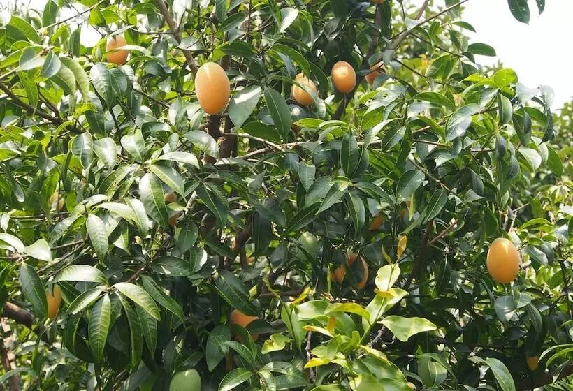 هتل Aiyara Garden Resort