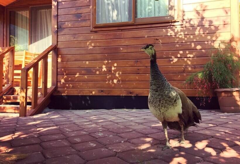 Отель Asya Bungalow