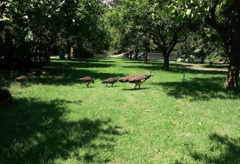 Hotel Yavuz Bungalow