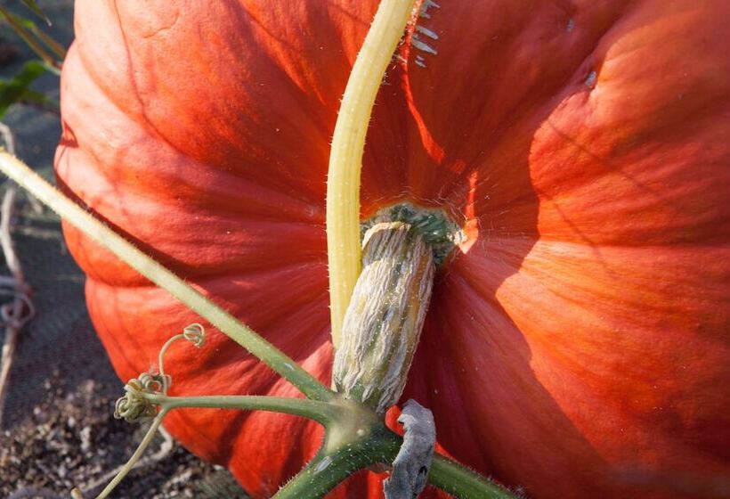 تختخواب و صبحانه Château Latour Segur Suites & Spa