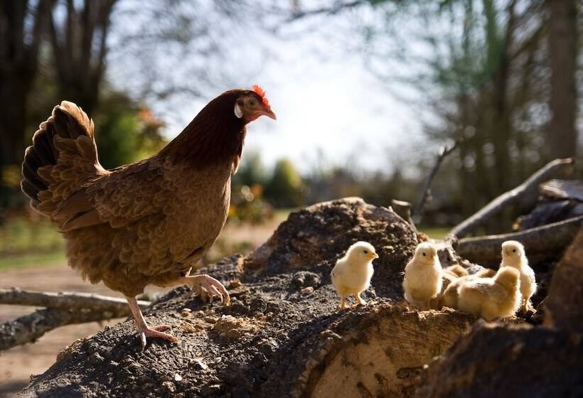 تختخواب و صبحانه Château Latour Segur Suites & Spa