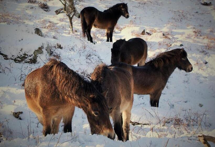 Bed and Breakfast Longmead House