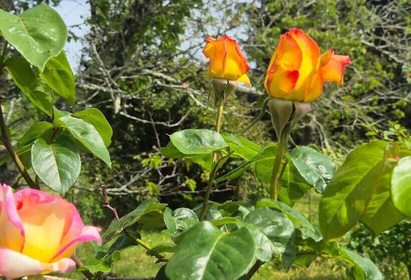 Bed and Breakfast Maison D Hôtes Léchémia