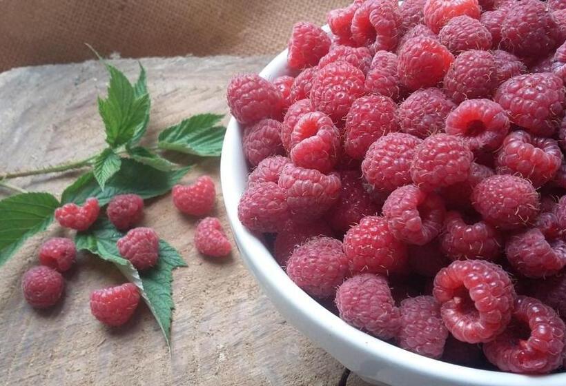 Bed and Breakfast Maison D Hôtes Léchémia