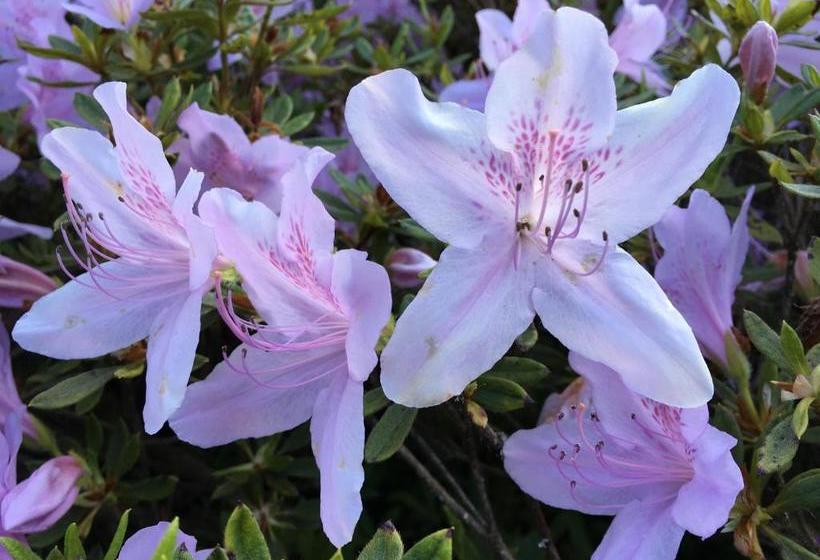 بنسيون Stang Roz House