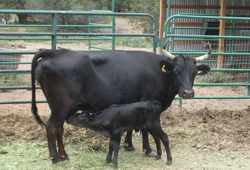 Отель Bear Mountain Lodge