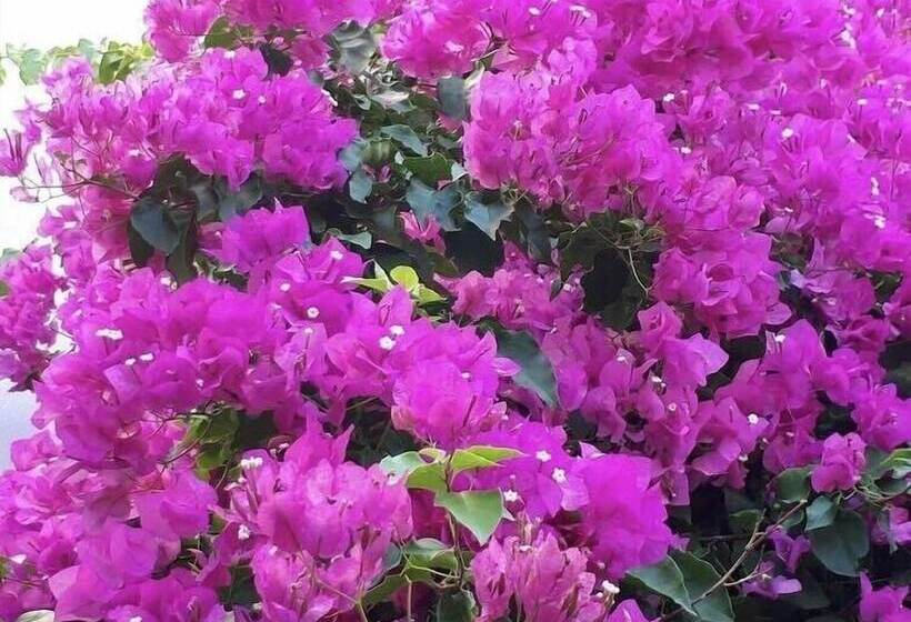 هتل Halikarnas Pansiyon