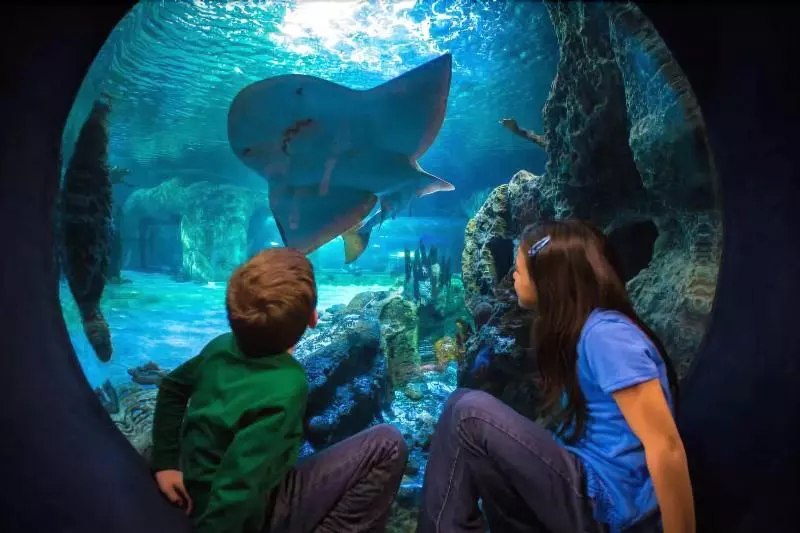 ホテル Fairfield Inn & Suites By Marriott Cincinnati Airport South/florence