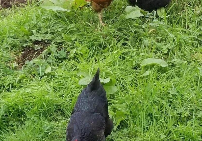 Bed and Breakfast Dunshee