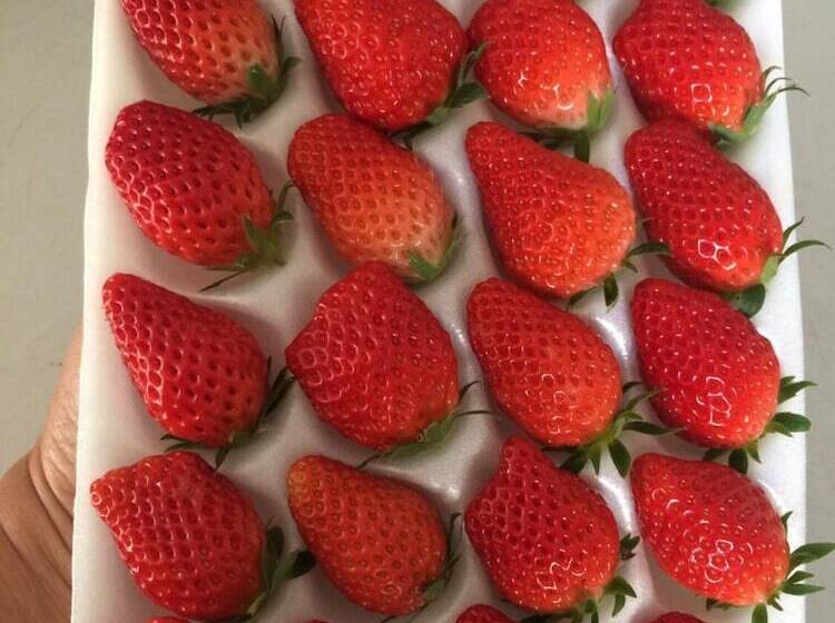 Hotel Wawee Strawberry House