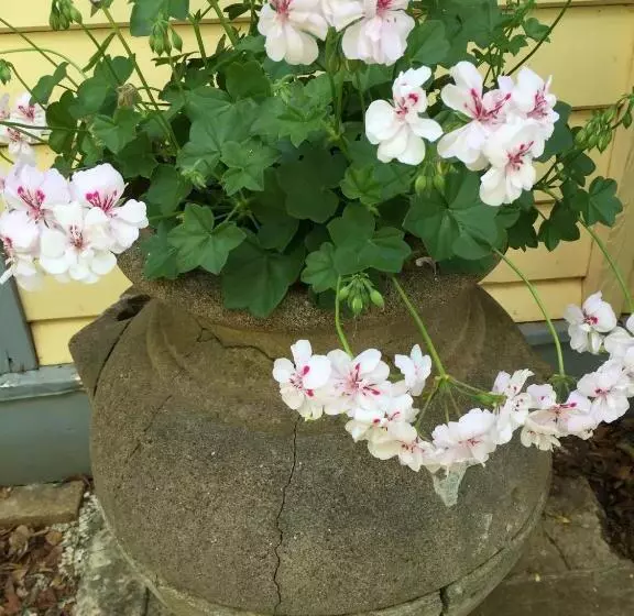 Majatalo Kurrara Historic Guest House