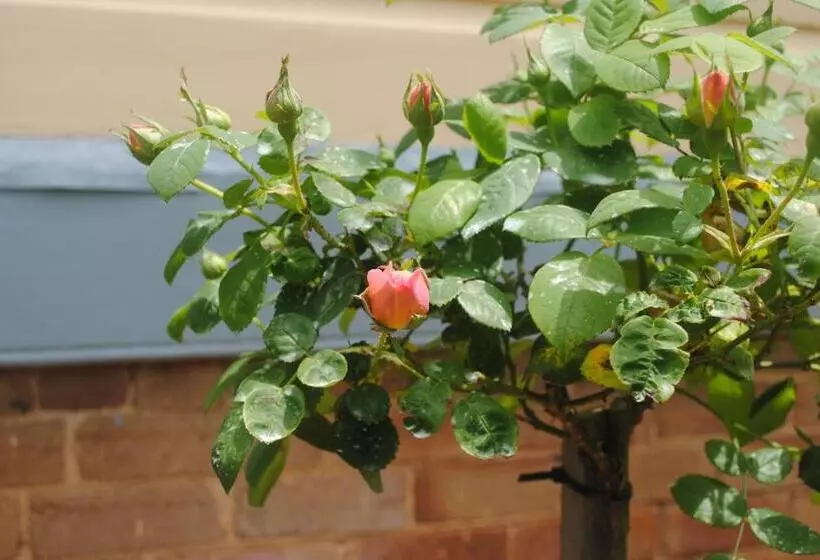 Majatalo Kurrara Historic Guest House