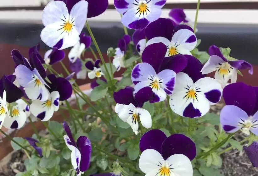 Majatalo Kurrara Historic Guest House