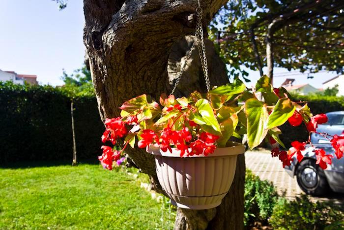 Apartments Viktor Rogoznica