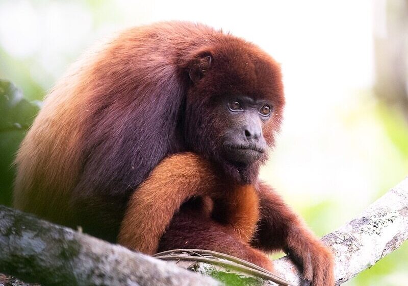 هتل Muchosur Quimbaya