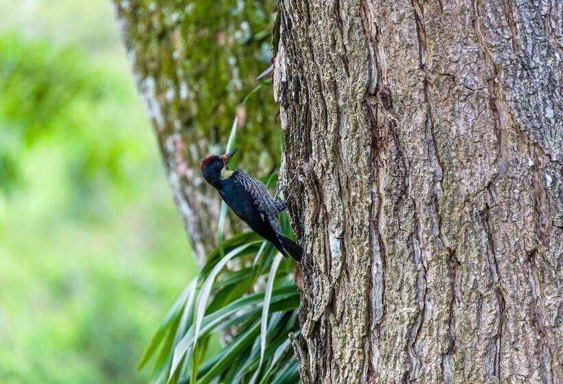 هتل Muchosur Quimbaya