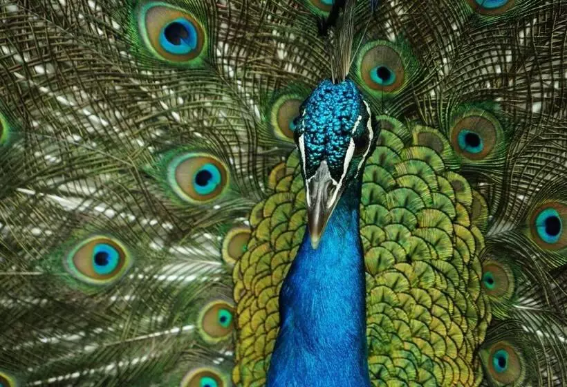 ホテル Posada La Serena