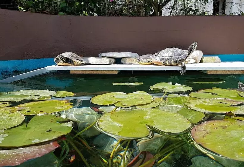 Pension Rooms Koblar