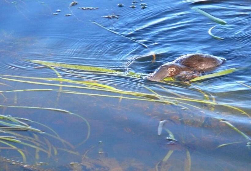 ホテル Riverview At Ross