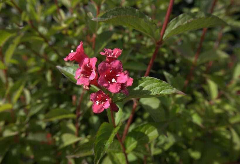 Unnen In Der Alten Schule Greetsiel