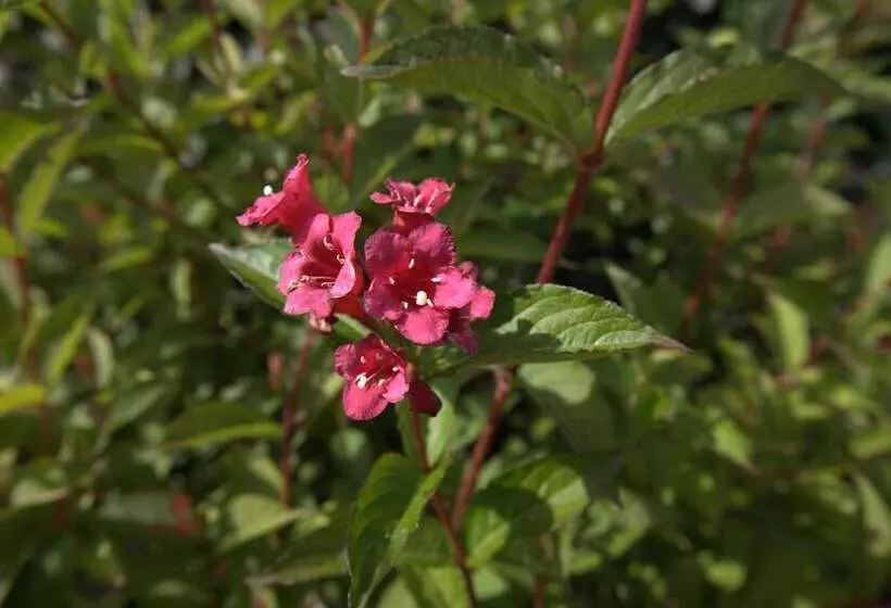 Unnen In Der Alten Schule Greetsiel