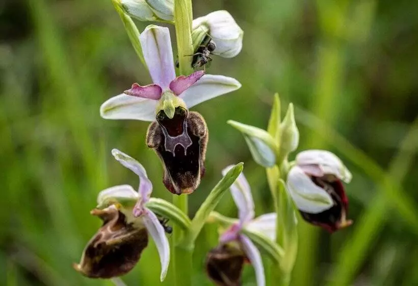 Ferienwohnung Shirin