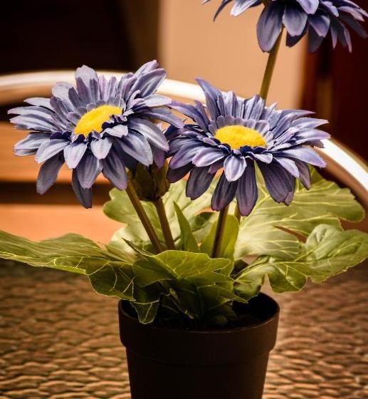 Hotel Ediko´s House