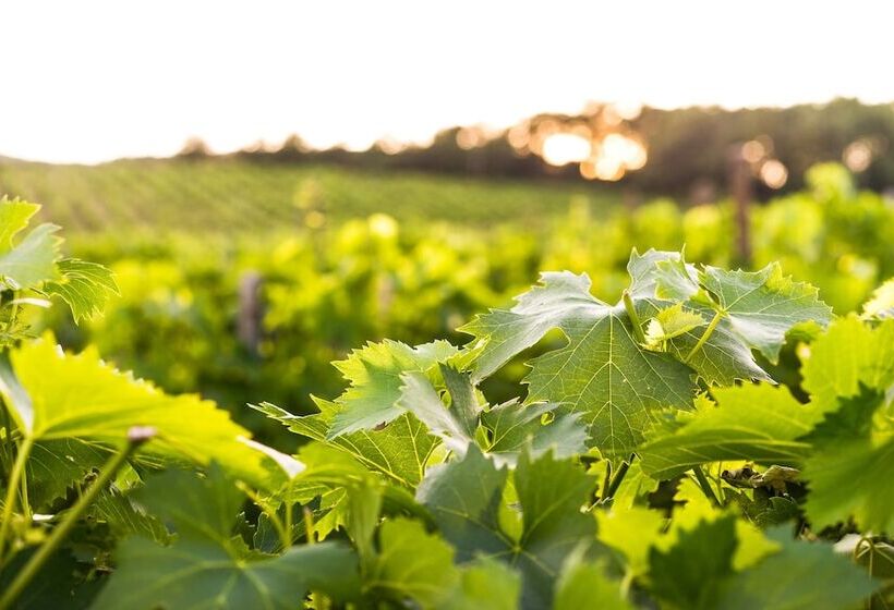 Сельский отель Agriturismo Tontenano