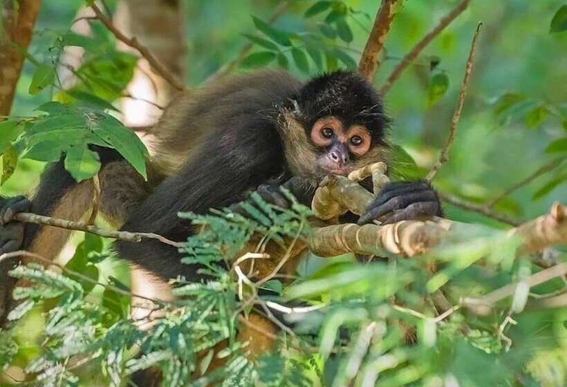 Szálloda Ikal Tulum