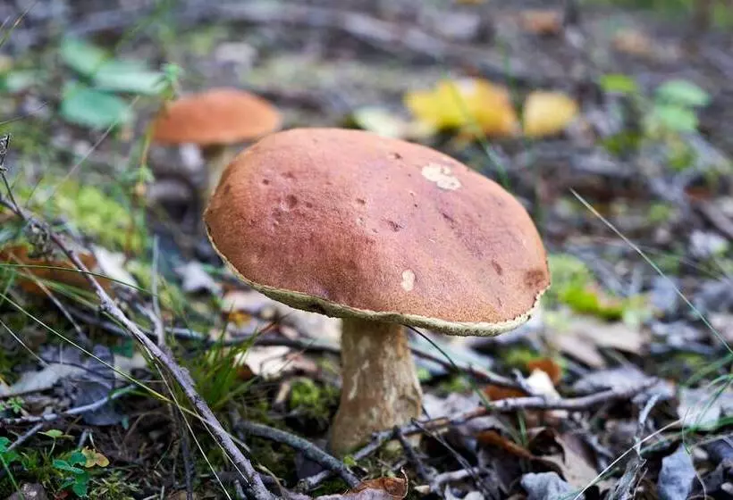 Hotelli Villa Molnby