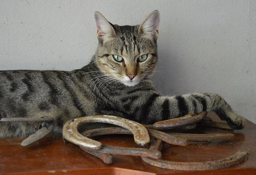 乡村酒店 Società Agricola La Staccionata