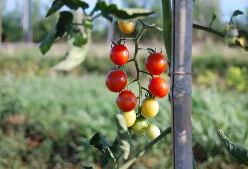 Maaseutuhotelli Società Agricola La Staccionata