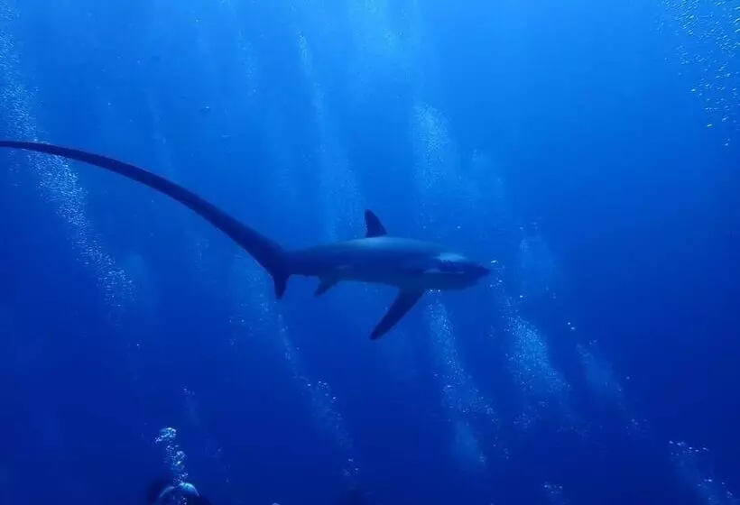 Retkeilymaja Avila S Horizon Dive Resort Malapascua