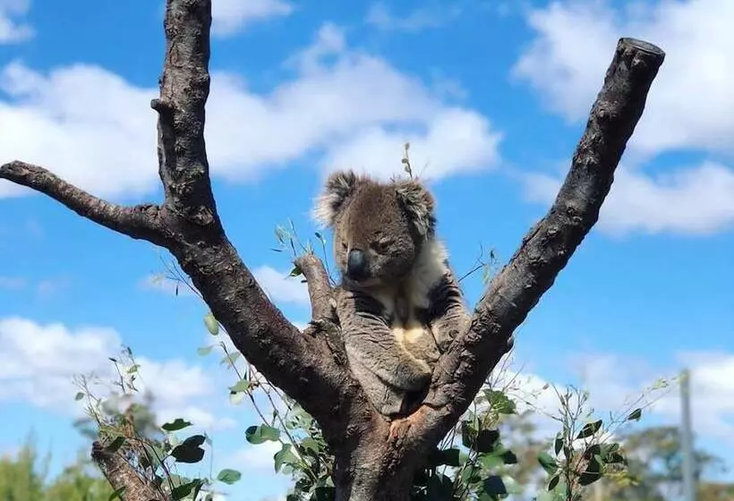 ユースホステル Pod Inn