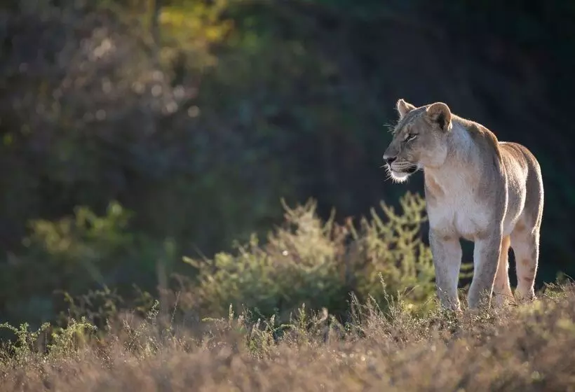 Hotelli Shamwari Bayethe