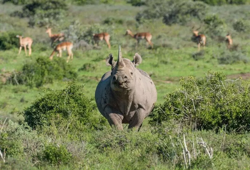 Hotelli Shamwari Bayethe