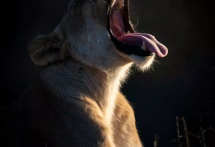 Hotelli Shamwari Bayethe