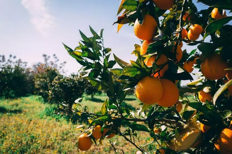 Monte Do Colmeal  Country House & Wine