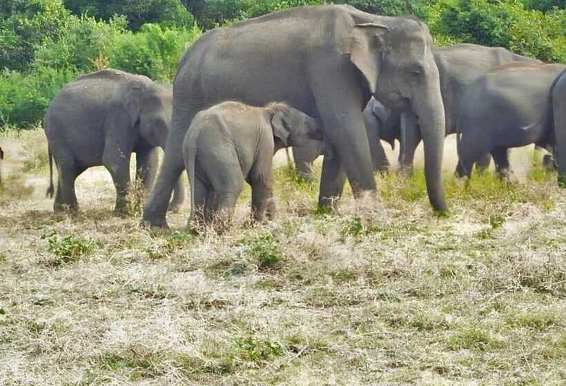 Hotel Sigiri Lakshan Home Stay