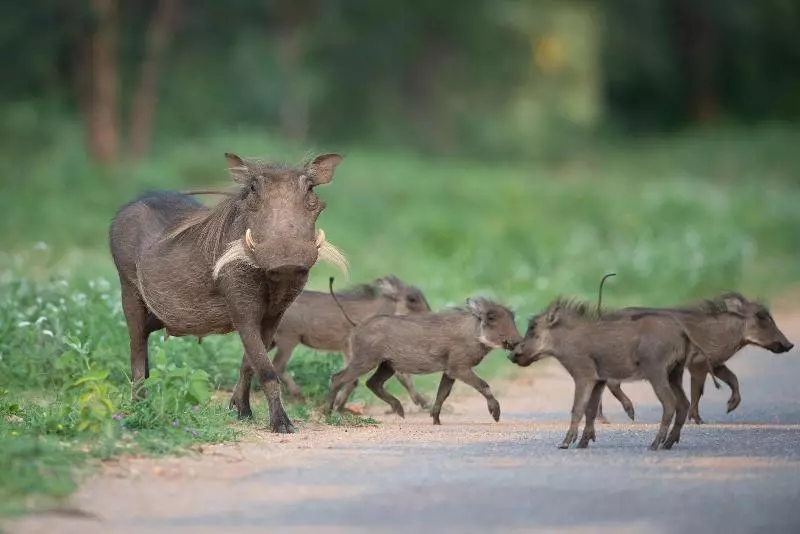 ホテル Twiga Travel