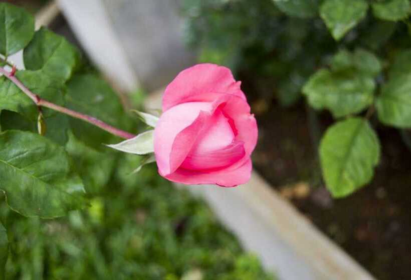 Hotel Diyathala Regency Boutique