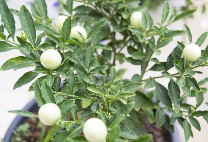 Hotel Diyathala Regency Boutique