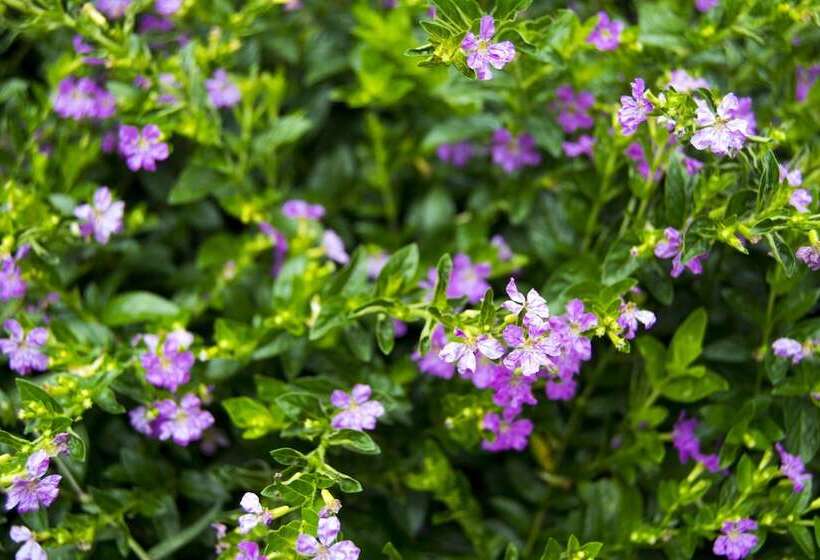 Hotel Diyathala Regency Boutique