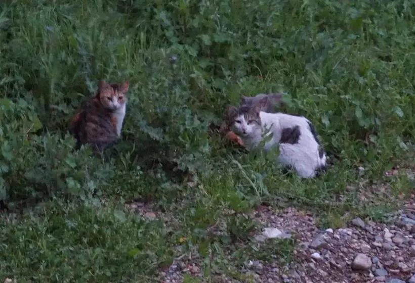 ペンション Galini