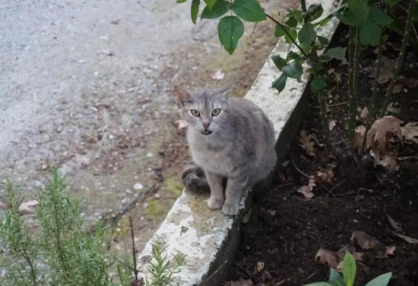 ペンション Galini