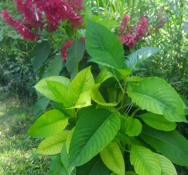 Pension (Hôtel basse catégorie) Cozy Coco