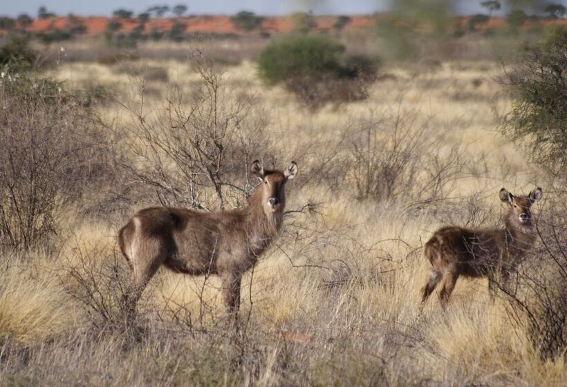 هتل Auob Country Lodge