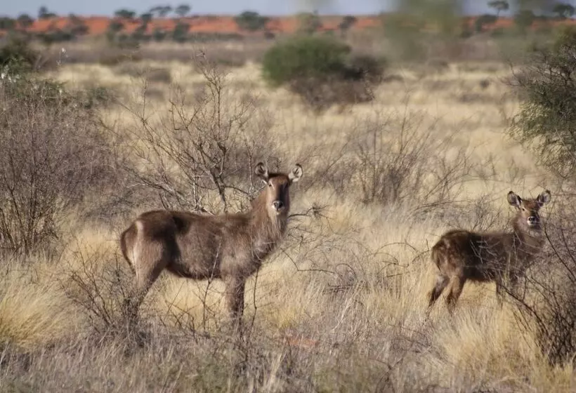 هتل Auob Country Lodge