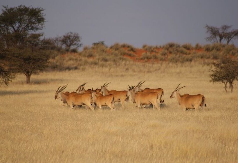 هتل Auob Country Lodge